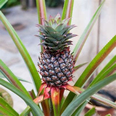 How to Get Rust Off of Golf Clubs and Why Pineapples Might Be the Secret